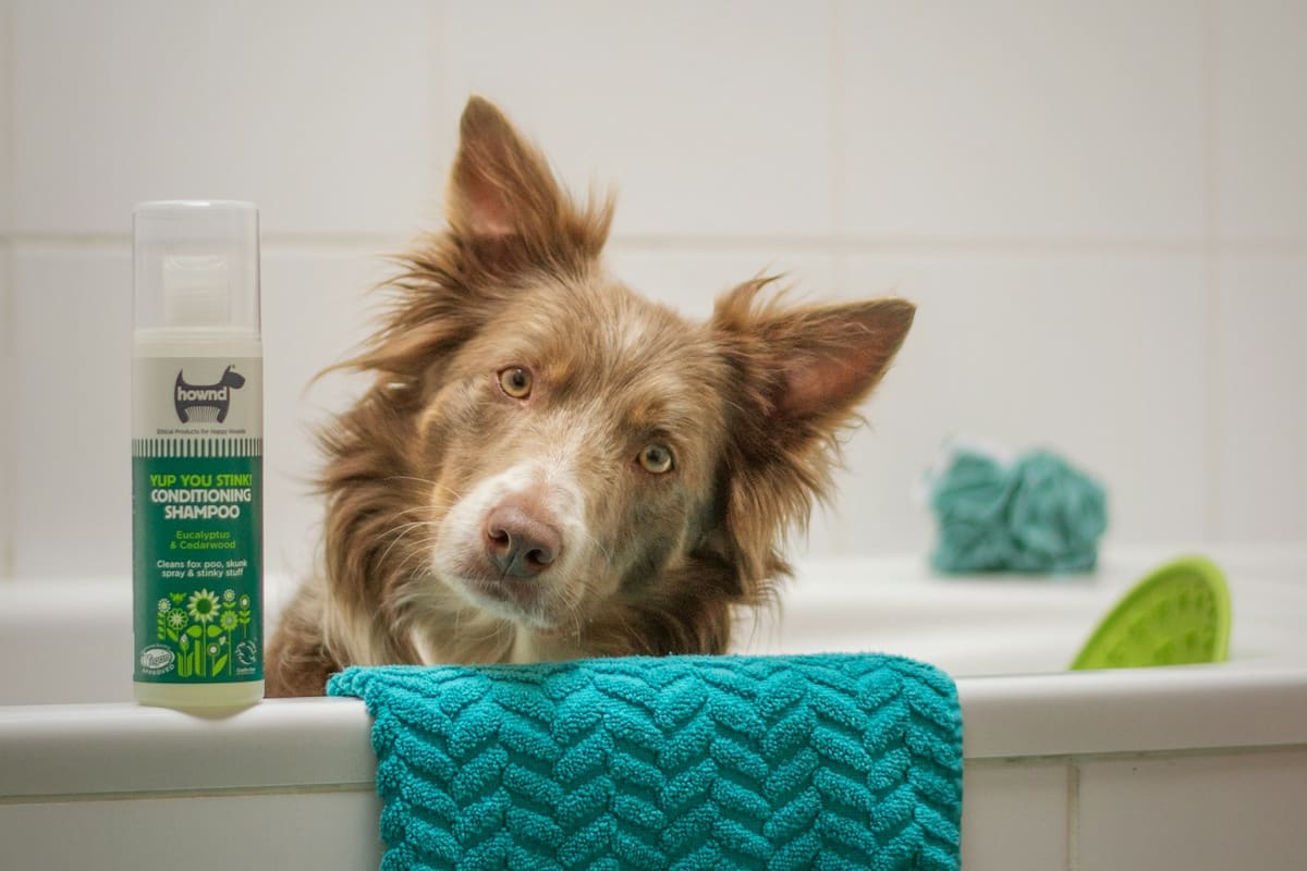 Chien dans son bain pour un toilettage